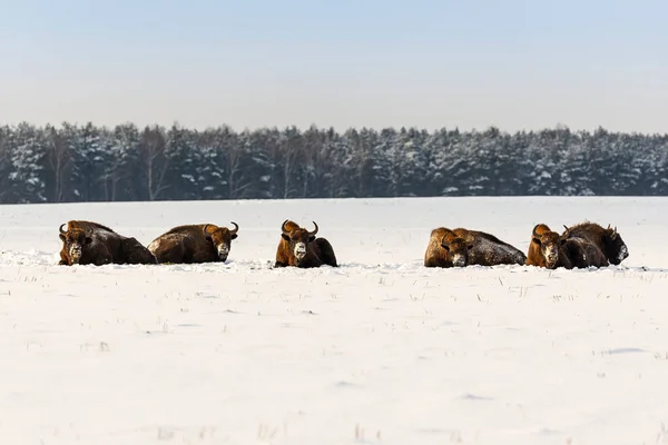 Wilde Europese Bisons Het Veld Besneeuwd Landschapspanner — Stockfoto