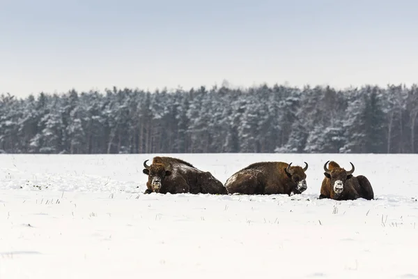 Bisões Europeus Selvagens Campo Cobertos Neve Paisagem Panor — Fotografia de Stock