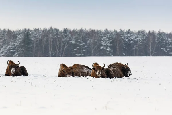 Bisões Europeus Selvagens Campo Cobertos Neve Paisagem Panor — Fotografia de Stock