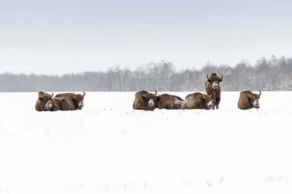 Wild European Bisons Field Snow Covered Landscape Panor — Stock fotografie