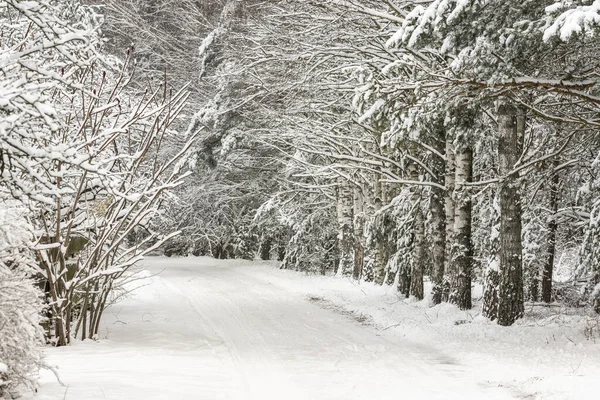 Χειμερινό Δάσος Χιονισμένα Δέντρα Podlasie Πολωνία — Φωτογραφία Αρχείου