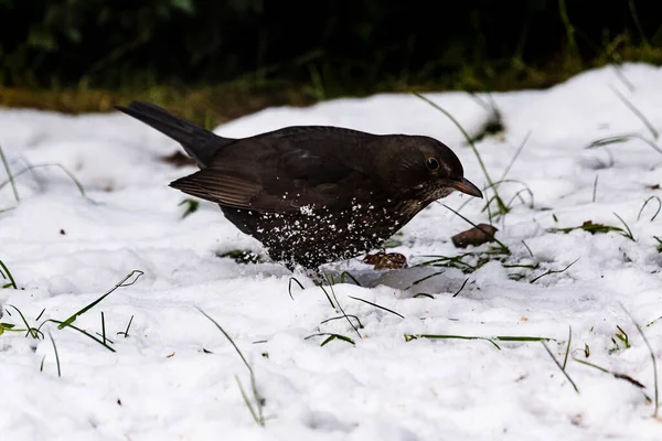 Обыкновенная Черная Птица Снегу Померания Польша — стоковое фото