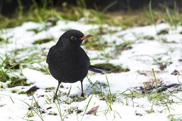 Mooie Mannelijke Merel Sneeuw Pommeren Polen — Stockfoto