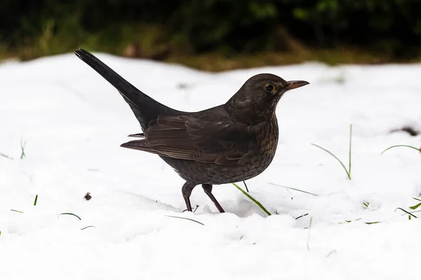 Mooie Vrouwelijke Merel Sneeuw Pommeren Polen — Stockfoto