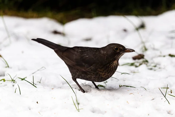 Mooie Vrouwelijke Merel Sneeuw Pommeren Polen — Stockfoto