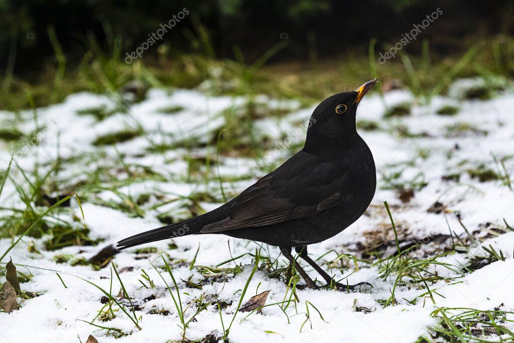 Beautiful male common blackbird on the snow, Pomerania Poland