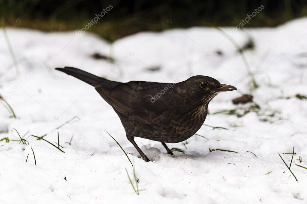 Beautiful female common blackbird on the snow, Pomerania Poland