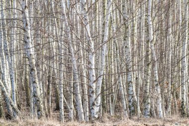 Güzel huş ağacı manzarası, Pomerania Polonya