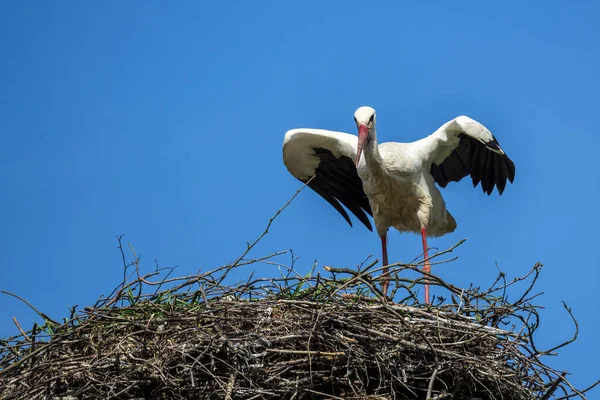 巣の上の白いコウノトリの着陸 — ストック写真