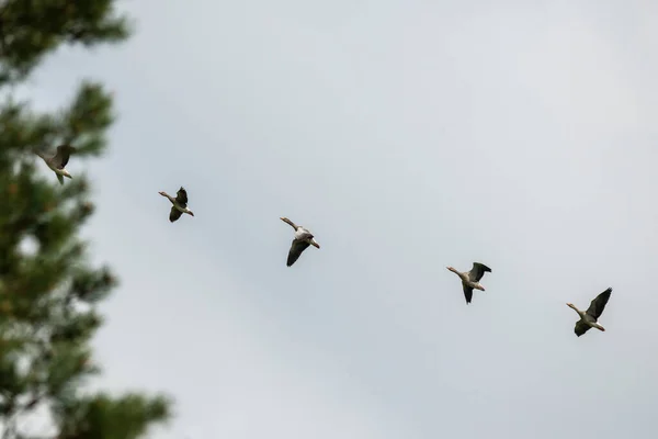 Oie Des Haricots Vol Pendant Migration — Photo