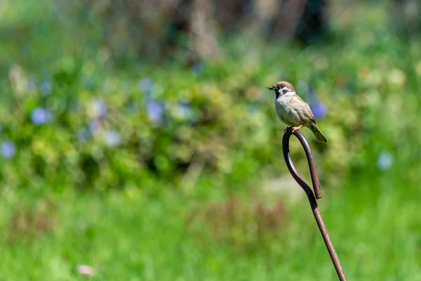 Tree Sparrow Insect Its Beak — Stock Photo, Image