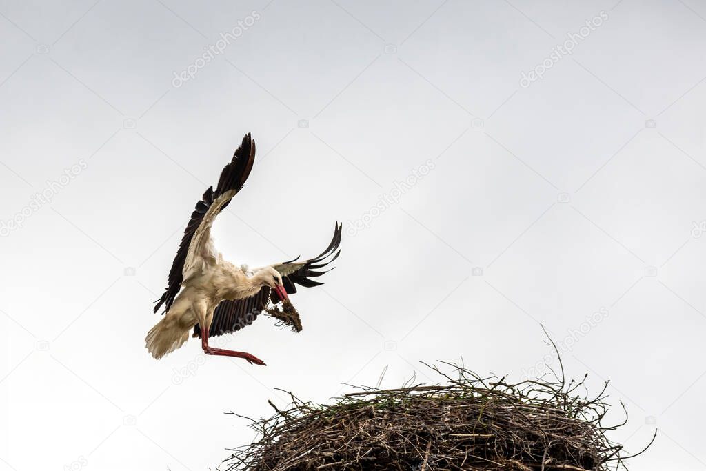 White stork landing on the nest