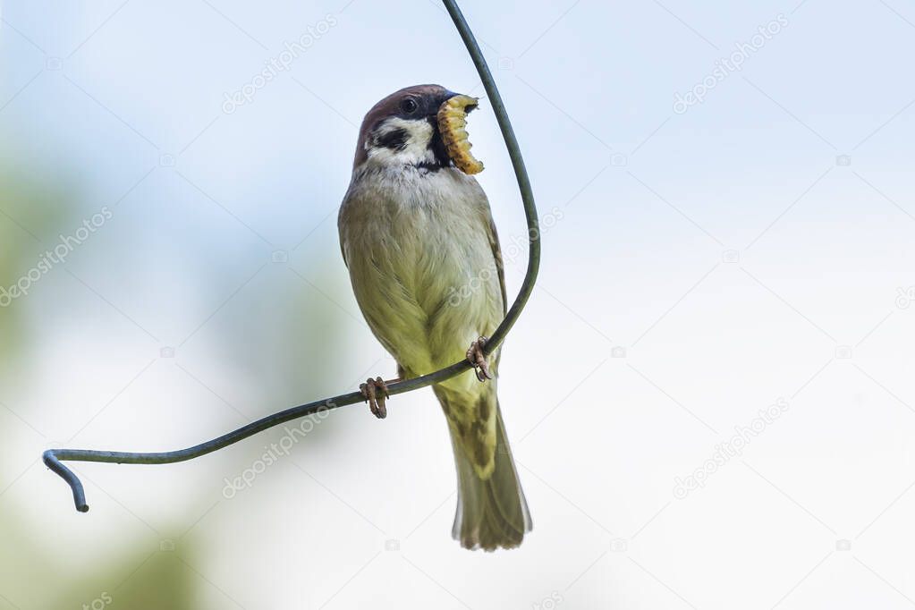 Tree sparrow with an caterpillar in its beak