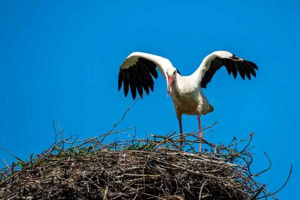 Hvid Stork Lander Reden - Stock-foto