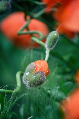 haşhaş'ın çiçek doğum