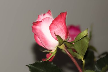 Moskova Bölgesi, Rusya - 9 Mart 2018: Güzel kırmızı güller