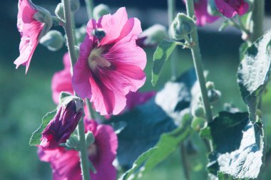 Bahçedeki çiçekler - parlak pembe çiçekli ve tomurcuklu malolar.