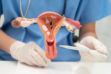 Rahim, hastanede teşhis ve tedavi için insan anatomisi modeli tutan doktor..