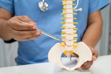 Omurga ve kemik modeli taşıyan Asyalı doktor, ortopedi bölümünde tedavi için bel kemiği yerinden oynamış disk parçası..