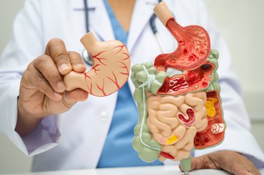Midesi ve bağırsağı olan sindirim sistemi, Asyalı doktor hastanede teşhis ve tedavi için insan anatomisi modeli tutuyor..