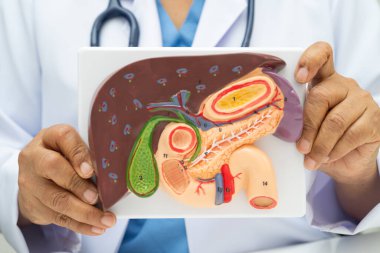 Safra kesesi, pankreas dalağı ve onikiparmak bağırsağı olan karaciğer, Asyalı doktor hastanede teşhis ve tedavi için insan anatomisi modeli tutuyor..