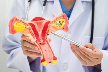 Rahim, hastanede teşhis ve tedavi için insan anatomisi modeli tutan doktor..
