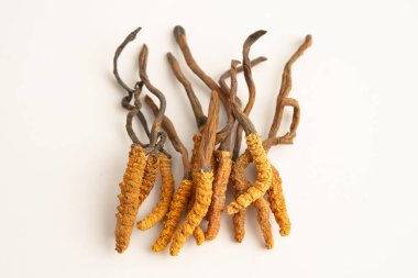 Cordyceps sinensis ya da Ophiocordyceps sinensis beyaz arka planda izole edilmiş, mantar bitkisi tedavisi.