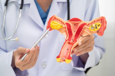 Rahim, hastanede teşhis ve tedavi için insan anatomisi modeli tutan doktor..