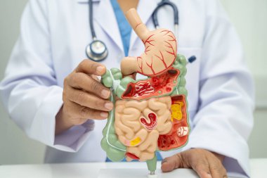 Midesi ve bağırsağı olan sindirim sistemi, Asyalı doktor hastanede teşhis ve tedavi için insan anatomisi modeli tutuyor..