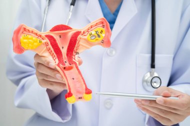 Rahim, hastanede teşhis ve tedavi için insan anatomisi modeli tutan doktor..