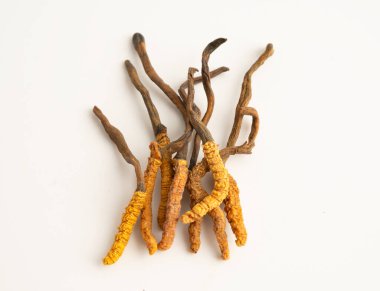 Cordyceps sinensis ya da Ophiocordyceps sinensis beyaz arka planda izole edilmiş, mantar bitkisi tedavisi.