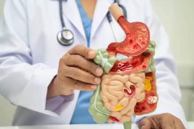 Midesi ve bağırsağı olan sindirim sistemi, Asyalı doktor hastanede teşhis ve tedavi için insan anatomisi modeli tutuyor..