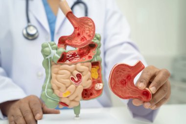 Midesi ve bağırsağı olan sindirim sistemi, Asyalı doktor hastanede teşhis ve tedavi için insan anatomisi modeli tutuyor..