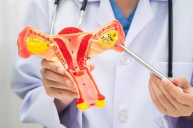 Rahim, hastanede teşhis ve tedavi için insan anatomisi modeli tutan doktor..