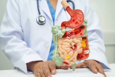 Midesi ve bağırsağı olan sindirim sistemi, Asyalı doktor hastanede teşhis ve tedavi için insan anatomisi modeli tutuyor..