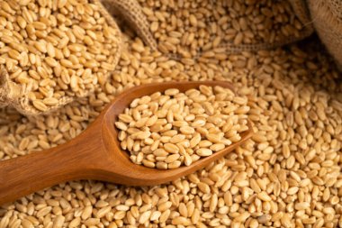 Buğday ve tahıl kulakları tarım, organik tarım.