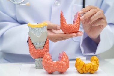 Hipertiroidizm, aşırı aktif tiroid, tiroid lenfoma, tiroid bezi olan Asyalı doktor, hastanede insan anatomisi modeli..