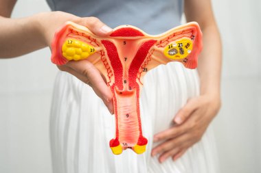 Rahim, Asyalı kadın insan anatomisi modeli tutuyor..