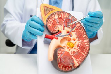 Kronik böbrek hastalığı, idrar sistemi, üroloji, tahmini küresel filtreleme oranı eGFR.