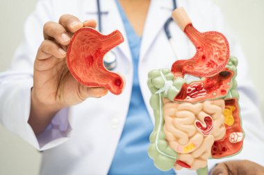 Midesi ve bağırsağı olan sindirim sistemi, Asyalı doktor hastanede teşhis ve tedavi için insan anatomisi modeli tutuyor..