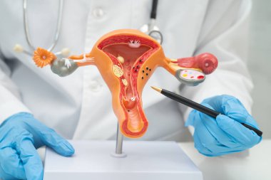 Rahim, hastanede teşhis ve tedavi için insan anatomisi modeli tutan doktor..