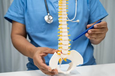 Omurga ve kemik modeli taşıyan Asyalı doktor, ortopedi bölümünde tedavi için bel kemiği yerinden oynamış disk parçası..