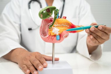 Safra kesesi, pankreas dalağı ve onikiparmak bağırsağı olan karaciğer, Asyalı doktor hastanede teşhis ve tedavi için insan anatomisi modeli tutuyor..