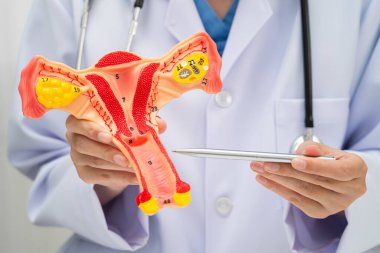 Rahim, hastanede teşhis ve tedavi için insan anatomisi modeli tutan doktor..