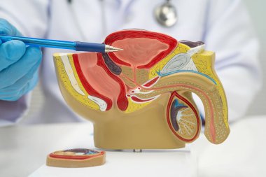 Erkek üreme sistemi, hastanede teşhis ve tedavi için insan anatomisi modeline sahip Asyalı doktor..
