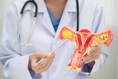 Rahim, hastanede teşhis ve tedavi için insan anatomisi modeli tutan doktor..