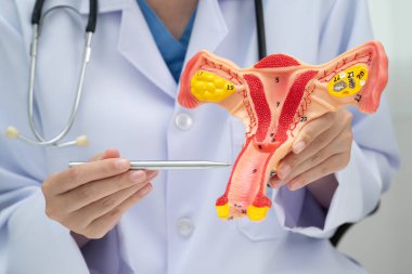 Rahim, hastanede teşhis ve tedavi için insan anatomisi modeli tutan doktor..
