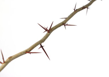 Keskin uzun ksifoid dikenli beyaz arka planda bir ağacın dalı.