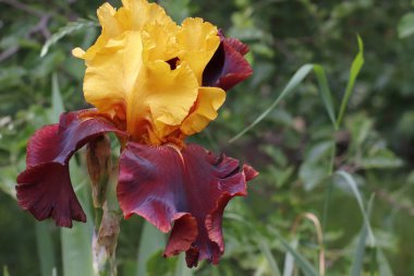 Yeşil bitkilerin arka planında çiçek açan çok renkli bir iris çiçeğinin görüntüsü.