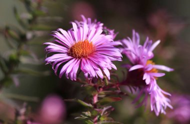 Oktyabrinka 'nın sonbahar çiçeği betimlenir. Ebedi Aster çiçeği..